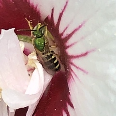 Agapostemon splendens