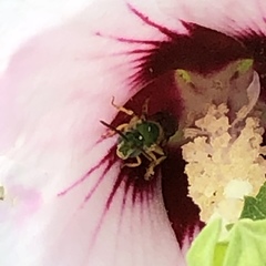 Agapostemon splendens