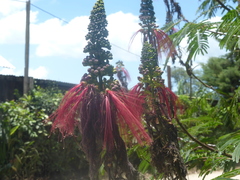 Calliandra houstoniana calothyrsus