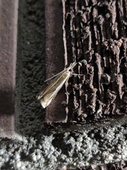 Crambus praefectellus