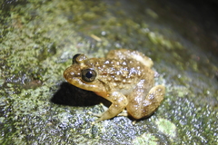 Limnonectes kuhlii