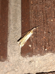 Crambus praefectellus