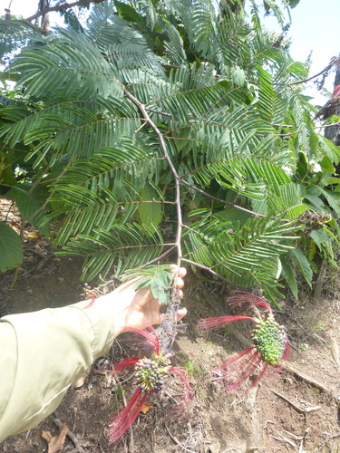 Image of Calliandra calothyrsus by no rights reserved