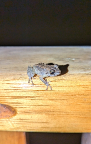 Pristimantis percnopterus