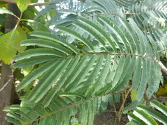 Calliandra houstoniana calothyrsus