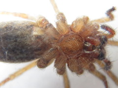 Eratigena agrestis