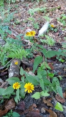 Acmella oppositifolia