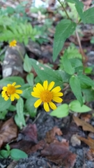 Acmella oppositifolia