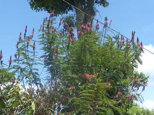 Image of Calliandra calothyrsus by no rights reserved