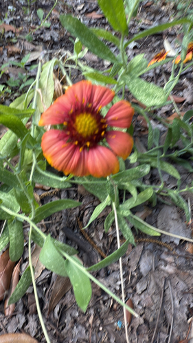Gaillardia