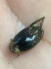 Thermonectus basillaris