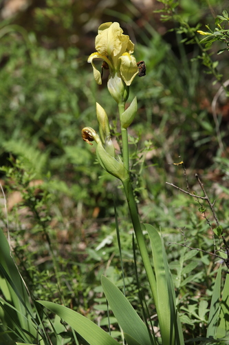 Iris imbricata