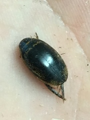 Thermonectus basillaris