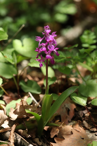 Early Purple Orchid