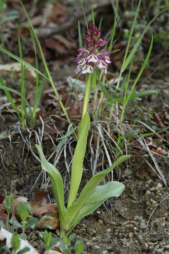 Orchis purpurea caucasica