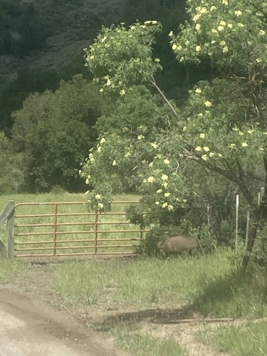 iNaturalist observation photo of Wild Boar