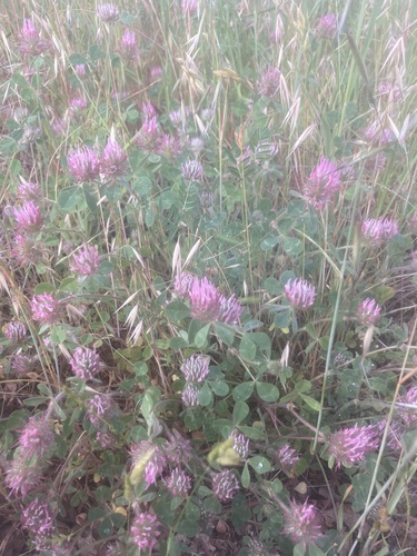 iNaturalist observation photo of Rose Clover