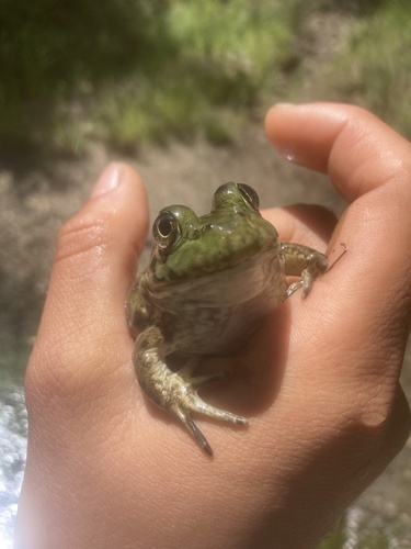 iNaturalist observation photo of American Bullfrog