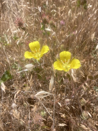 iNaturalist observation photo of Yellow Mariposa Lily