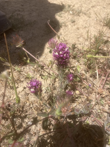 iNaturalist observation photo of purple owl's-clover