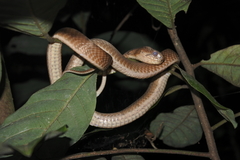 Pareas carinatus