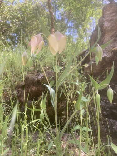 iNaturalist observation photo of White Globe Lily
