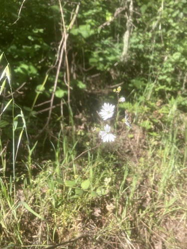 iNaturalist observation photo of San Francisco woodland-star