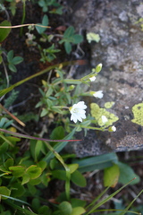 Cerastium strictum