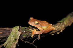 Rhacophorus margaritifer