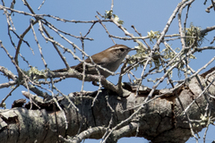 Thryomanes bewickii charienturus