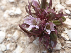 Gentianella tortuosa
