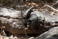 Sceloporus occidentalis becki