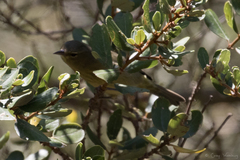 Leiothlypis celata sordida