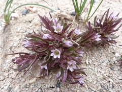 Gentianella tortuosa