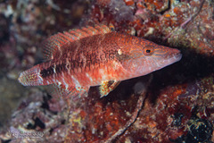 Celebes Maori Wrasse photo 5