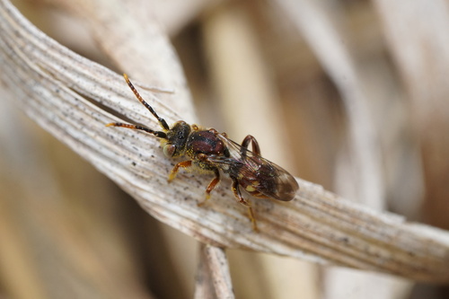 Articulated Nomad photo 5