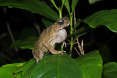 Ingerophrynus celebensis