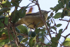 Leiothlypis celata sordida