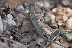 Sceloporus occidentalis becki