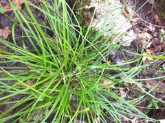 Carex pedunculata