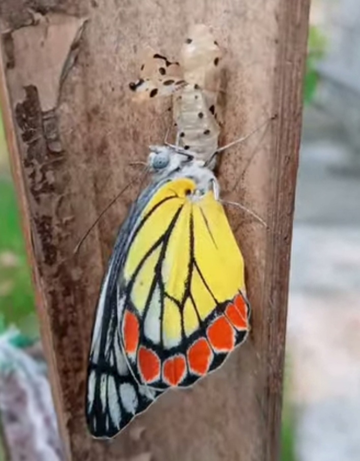 Indian Jezebel