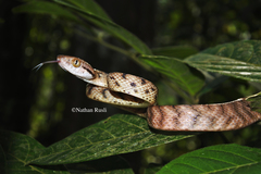 Brown Tree Snake photo 3