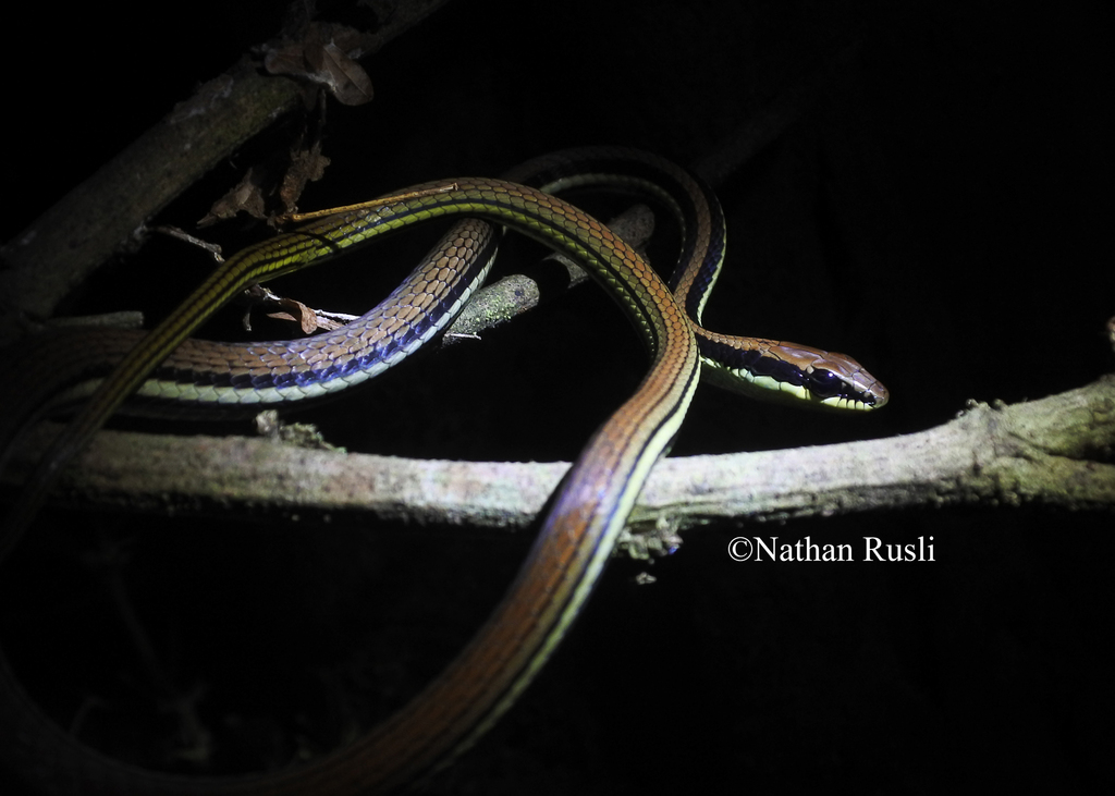 Terrific Bronzeback