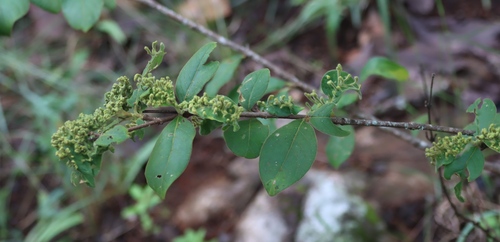 wild-medlar (Vangueria infausta)