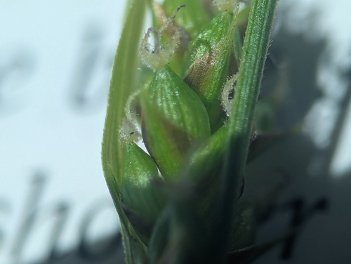 open-field sedge (Carex conoidea)