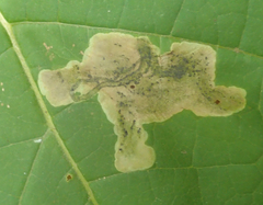 Amauromyza pleuralis