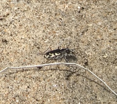 Cicindela latesignata