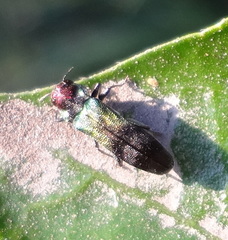 Pseudagrilus