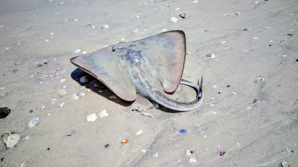 Blunmose Stingray (Hypanus say) — Dasyatidae