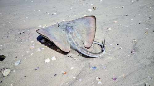 Blunmose Stingray (Hypanus say) — Dasyatidae